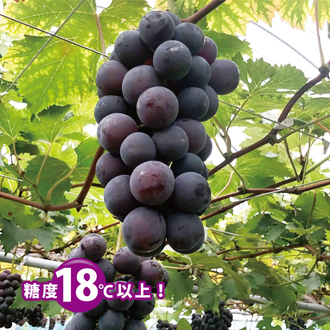 先行予約【糖度18度以上！】種無しピオーネ約2kg  9月中旬よりお届け