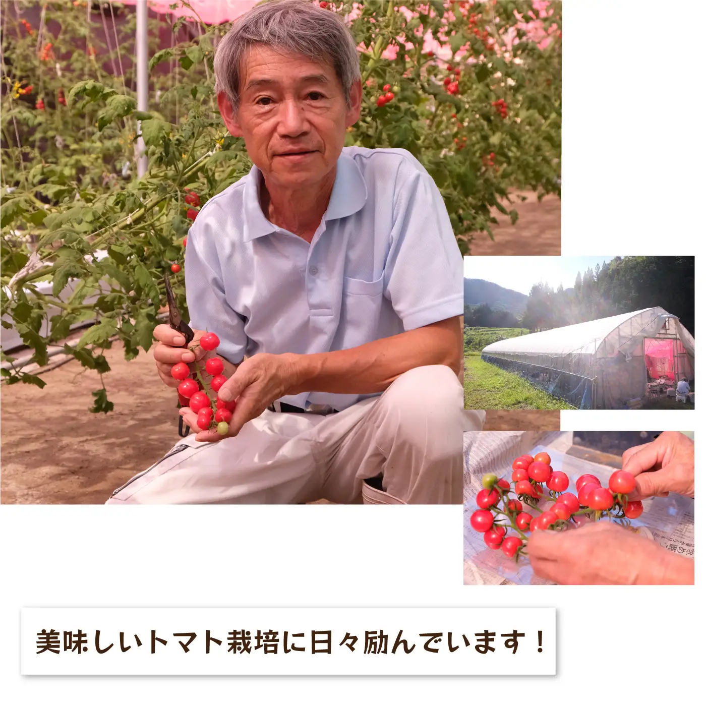 先行予約 数量限定!!うす皮 薄皮 フルーツミニトマト「華の妖精」1kg