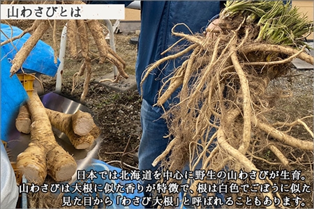 3165. 天然 山わさび 1kg前後 産地直送 薬味 肉 BBQ バーベキュー 焼き肉 送料無料 北海道 弟子屈町
