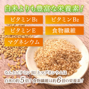 特別栽培米 竹炭米 玄米 コシヒカリ 10kg ： お米 米 玄米