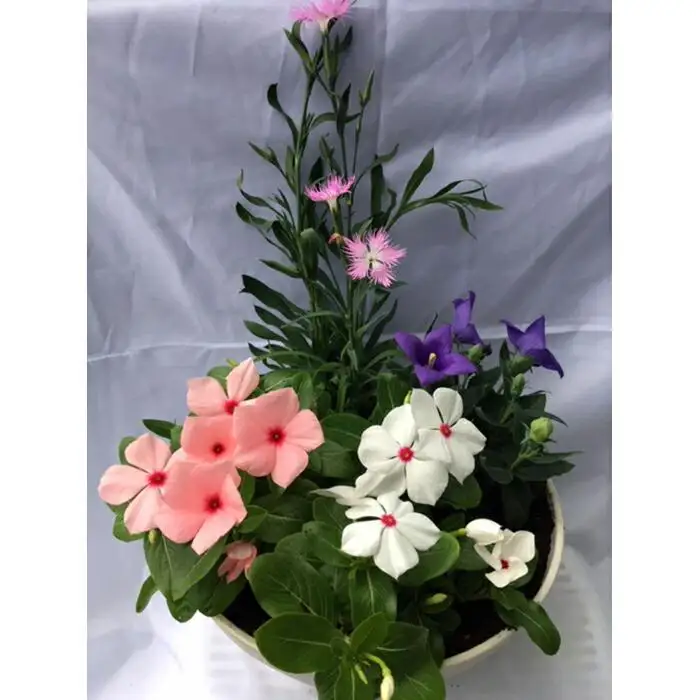 伊川谷町産の季節の花壇苗「生産者おまかせセット」