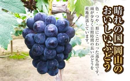 ニュー ピオーネ 2房（1房 500g前後）【2026年7月下旬-9月下旬 発送予定】【産地直送 岡山県産 国産 ニューピオーネ ブドウ 葡萄 ぶどう 果物 ギフト たけまさぶどう園 人気フルーツ 岡山フルーツ おすすめフルーツ 岡山県 倉敷市 おすすめ 人気】