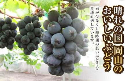 ご家庭用 旬のぶどう 2種（合計2kg以上）【2026年8月下旬～10月下旬 発送予定】【産地直送 岡山県産 国産 シャインマスカット ニューピオーネ ブドウ 葡萄 ぶどう 果物 ギフト たけまさぶどう園 人気フルーツ 岡山フルーツ おすすめフルーツ 岡山県 倉敷市 おすすめ 人気】