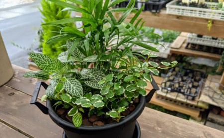 観葉植物3種類の寄せ植え 1鉢（受皿付き） |    