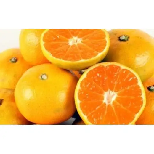 西都市産 極早生～早生みかん 5kg 【先行予約】＜26-1a＞