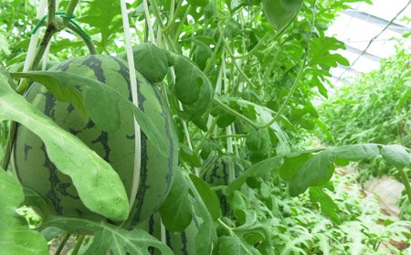 【 栄養剤 】 栄養剤園芸