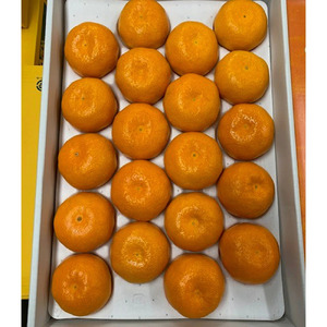 BF6032n_【2026年先行予約】ハウスみかん 化粧箱 約2.5kg 【ミカン 蜜柑 柑橘 温州みかん 有田みかん 贈答 ギフト 和歌山】