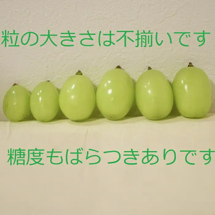 【2026年7月下旬以降発送】いずもぶどう 訳ありシャインマスカット（粒っこ）1kg見当 新鮮 甘い フルーツ 果物