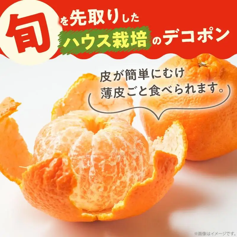 高松産季節の果物＜ハウスデコポン＞約2.8kg【2026年12月中旬～2027年3月中旬配送】