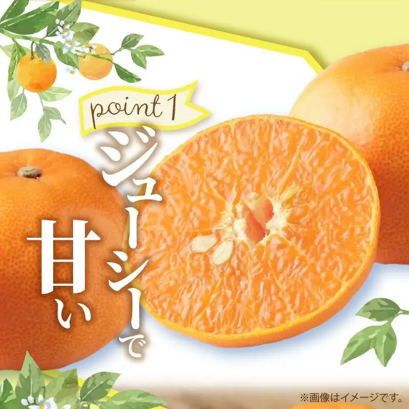 ハウスせとか　約2.8kg【2027年1月下旬～2027年2月下旬配送】