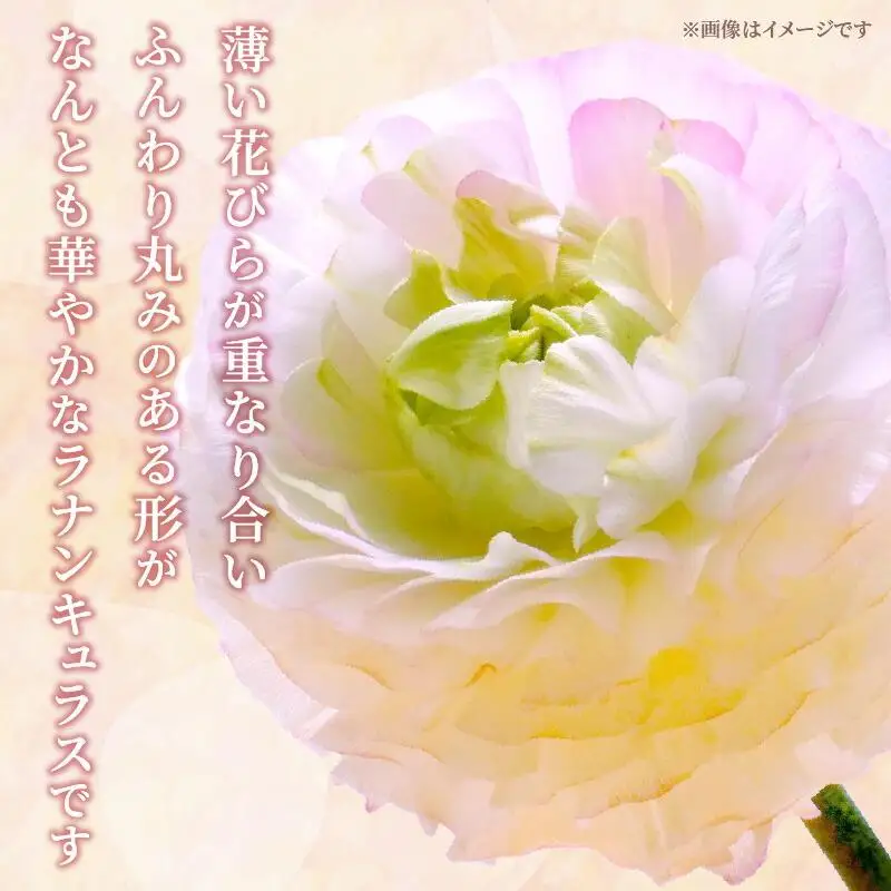 ご家庭用 ラナンキュラス「桃色系てまり」切花 切花50本(長さ25～50cm)【2027-1月中旬～2027-4月上旬配送】