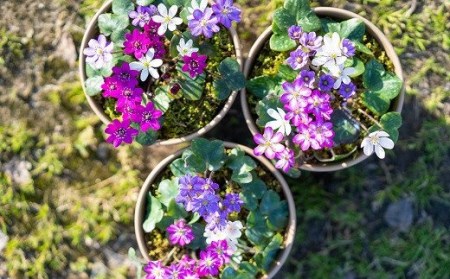 【先行予約・数量限定】春を告げる雪割草 3株（160型プラ鉢入・ プレート1枚付）[ZB227]