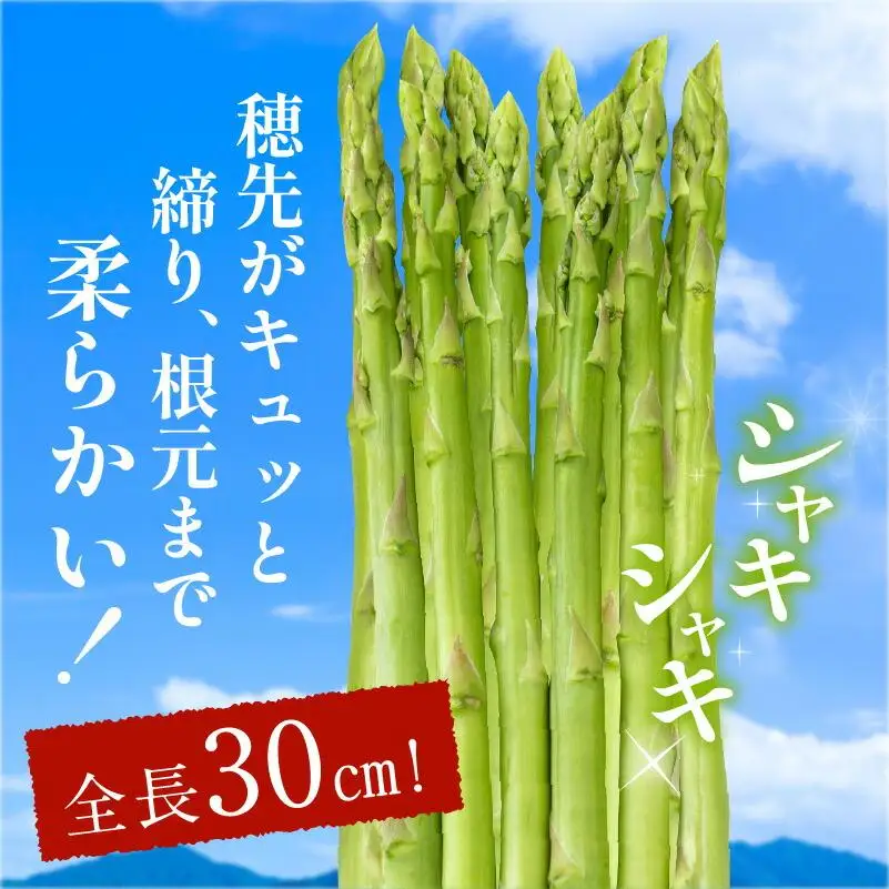 柔らかさ抜群! さぬきのめざめセミロング30cm(Lサイズ以上) 約1kg【2027-3月上旬～2027-3月下旬配送】