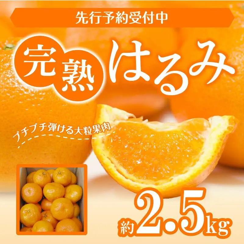 完熟 はるみ 約2.5kg【2027-2月下旬～2027-3月下旬配送】