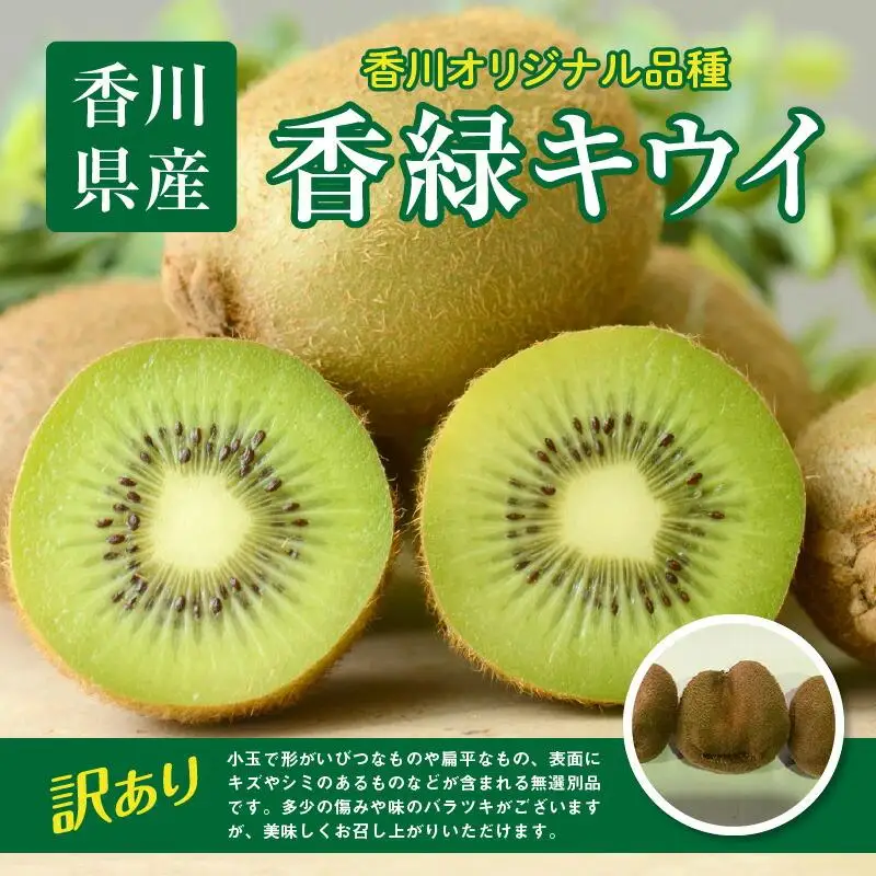 訳あり 無選別品 香川県オリジナル品種　香緑キウイ　約1.5kg【2026年12月上旬～2027年3月下旬配送】