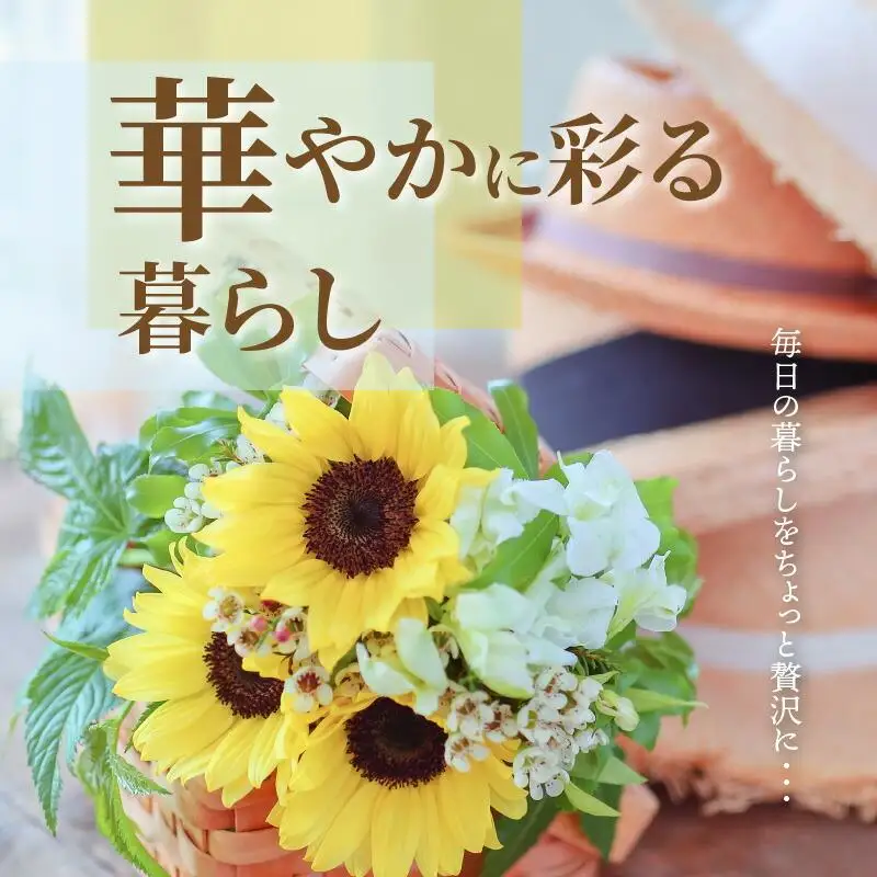 ヒマワリ切花(長さ60～80cm)【2026年6月中旬～2026年9月下旬配送】