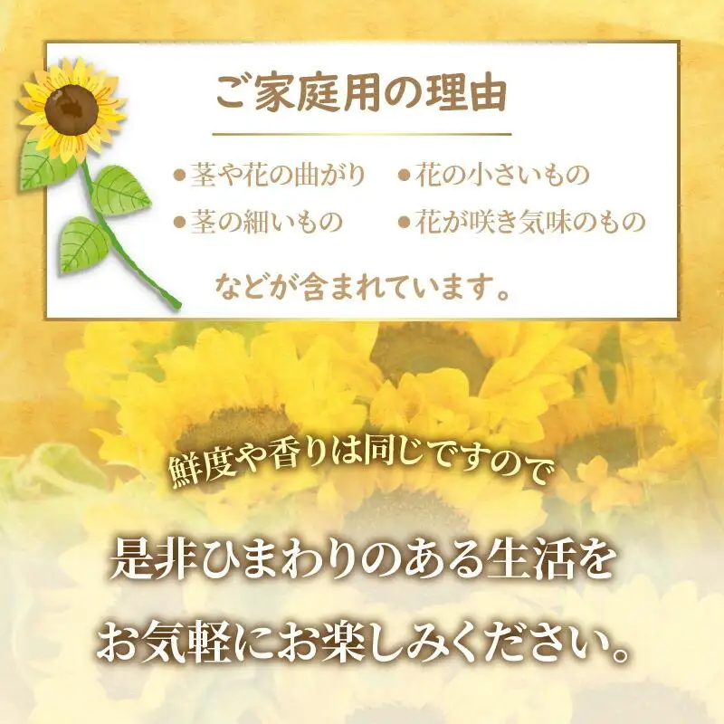 ご家庭用　ヒマワリ切花【2026年6月中旬～2026年9月下旬配送】