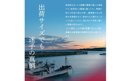 訳あり「真鯛の漬け丼の素」1食80g×5P＋「訳ありカツオのたたき」600g以上 