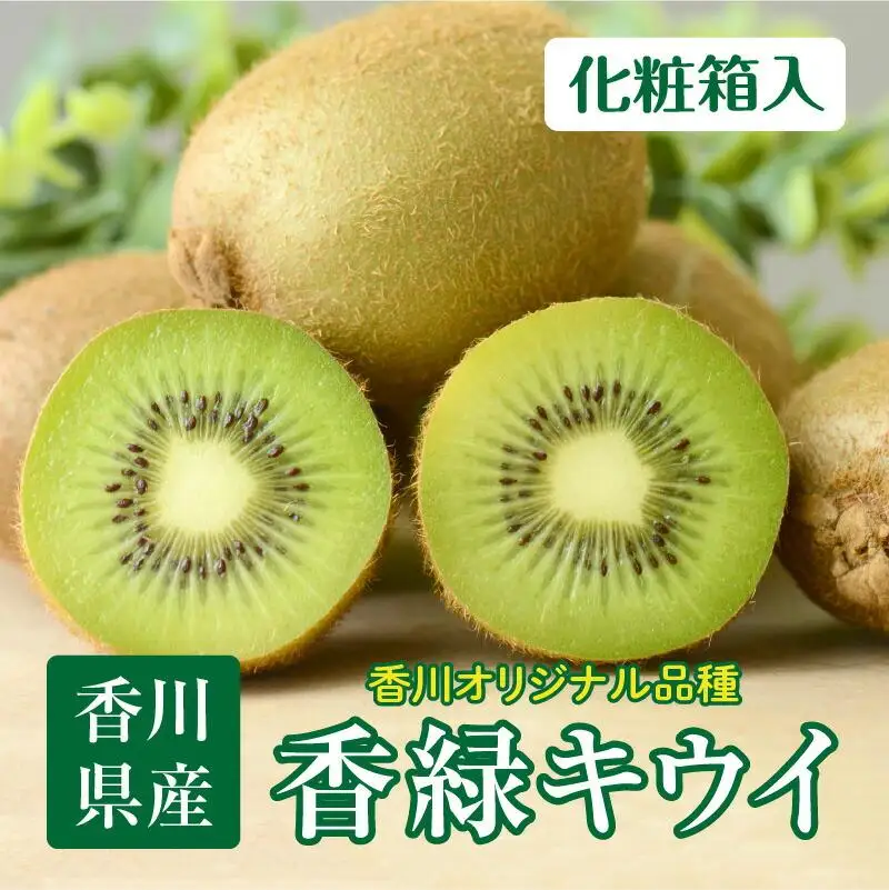 香緑キウイ化粧箱　約1.4kg【2027年1月上旬～2027年3月下旬配送】
