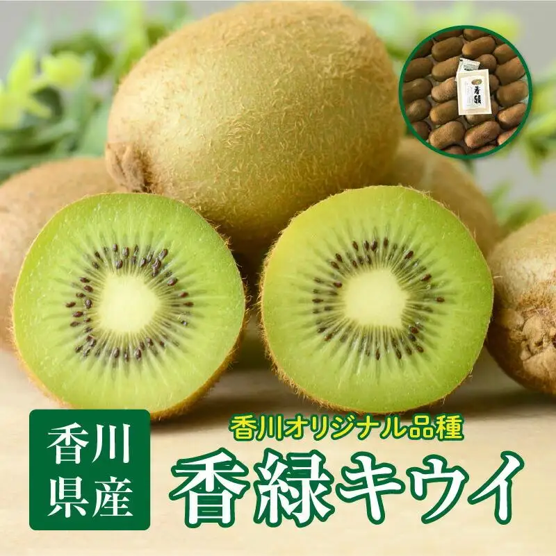 香緑キウイ　約3kg【2026年11月下旬～2027年2月下旬配送】