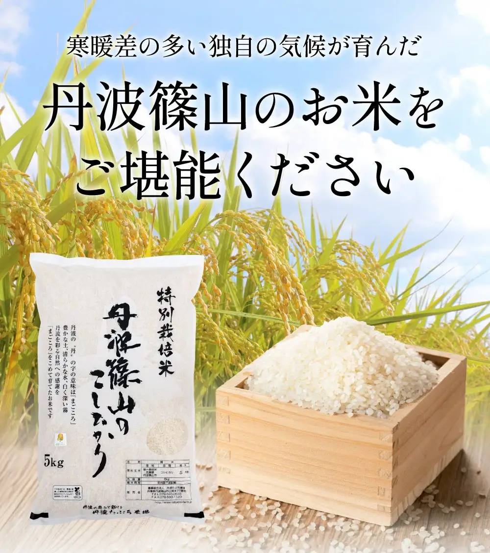 〈スピード出荷〉減農薬 特A 丹波篠山産 特別栽培米 こしひかり 5kg 精米