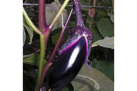 旬の奈良野菜セット(旬の野菜7品以上が入ります)/// 夏野菜 季節 厳選 旬 おまかせ 野菜セット セット 詰め合わせ 産地直送 奈良県 広陵町