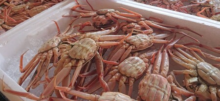 親ガニ 7枚 － 8枚 生 セット 鳥取県産 蟹 かに 松葉蟹 | 57M