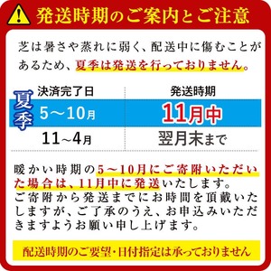 天然芝＜野芝＞2平米! 芝 芝生 天然 天然芝 DIY グランドカバー ガーデニング 野芝  鹿児島県 お庭 a1-110