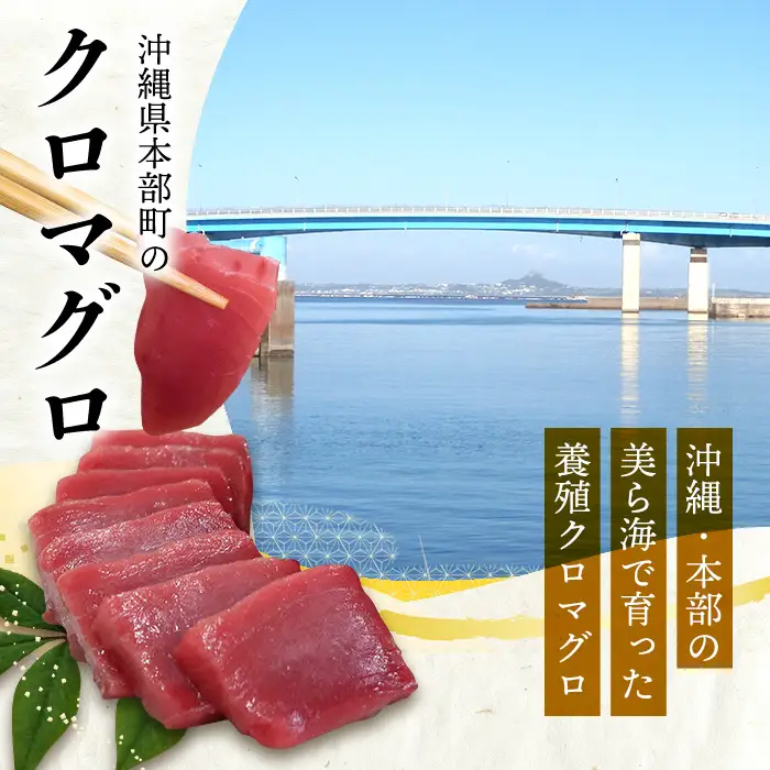 本マグロづくし（大トロ・中トロ・赤身） 本部町産 約800g～1000g マグロ