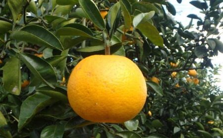 ［手選果］ 有田 産 の 八朔 10kg （Lまたは2Lサイズいずれかお届け）※2027年1月下旬～2月下旬頃発送予定 【tec846A】