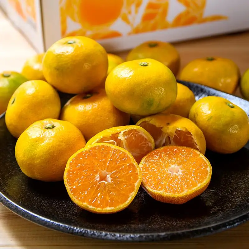 【先行予約】極早生みかん「南国の陽蜜・陽宝」5kg 糖度12度以上＜2-6a＞