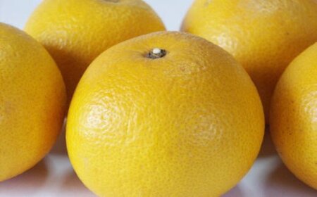 ［手選果・訳あり］ 有田 産 の 八朔 10kg （サイズ混合）※2027年1月下旬～2月下旬頃発送予定 【tec847A】