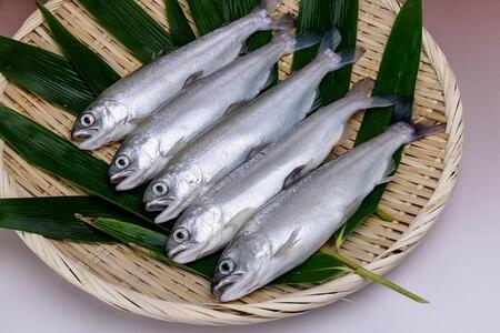 西湖のヒメマス