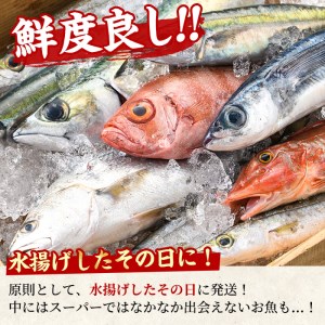 【0301103b】＜定期便・全2回(2月・3月)＞「冬の鮮魚BOX」朝獲れ発送！鮮魚問屋が厳選したおまかせ鮮魚(約2kg程度×2回)  魚 魚介類 鮮魚 海鮮 詰め合わせ セット 刺身 天ぷら 煮つけ 塩焼き【江川商店】