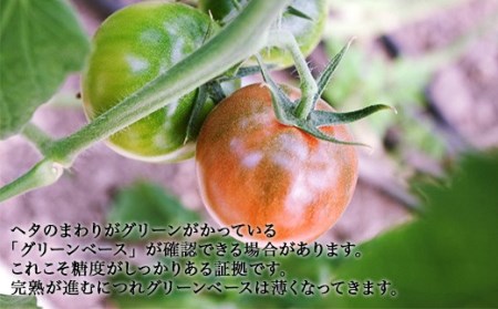 シュガートマト フルーツトマト 高糖度トマト 1kg（糖度8度以上）｜高知県産 甘い トマト ビアンコ