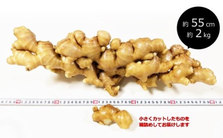 生姜 2kg　高知県産 囲い生姜 低農薬栽培 農家直送 熟成仕上げ