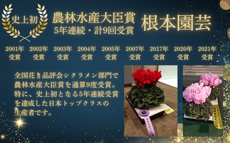 【先行予約】シクラメン リップスオレンジ 5号鉢 花ギフト 根本園芸 ｜ シクラメン