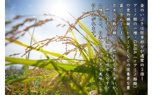 令和7年産 玄米 宮城県産 ヨシ腐葉土米 金のいぶき 2.7kg(900g×3) 真空パック 小分け 宮城県 石巻市
