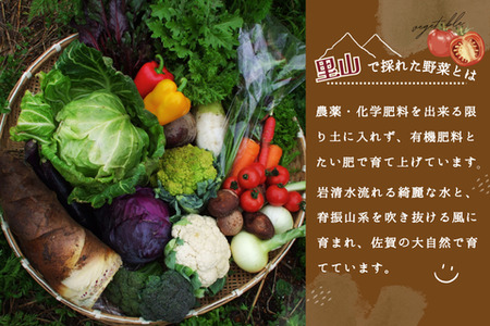 年間定期便24回 里山で採れた野菜セットラージ 16品 (H078111)