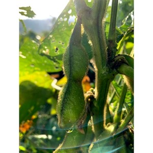 【先行予約／数量限定40】新丹波黒枝豆さや 1kg（2026年10月中旬～発送）枝豆