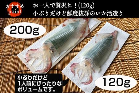 (数量限定)呼子のいか活造り (120g前後×2)小ぶりで歯ごたえも味も鮮度も抜群！