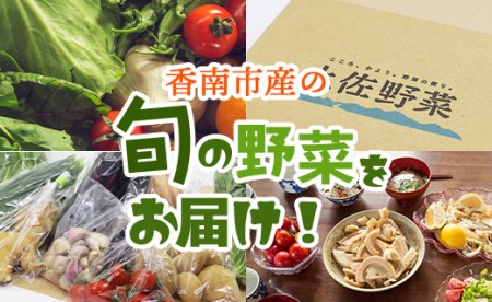 定期便6回コース 高知県香南市産 旬のお野菜セット(10～13品目)【野菜定期便 野菜セット 季節野菜セット 新鮮野菜セット 旬野菜セット 朝採れ野菜セット】 Wpr-0009
