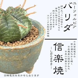 【39-01】 養庄園 ワクワク多肉植物 陶器入りセット