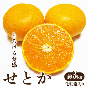 とろける食感 「せとか」 約3kg化粧箱入り