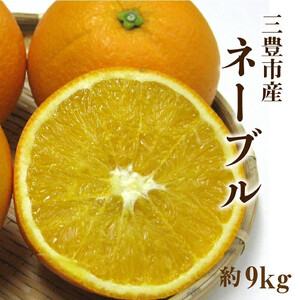 三豊市産 ネーブル約9kg(36～60玉)