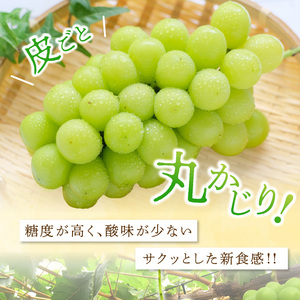 特大シャインマスカット 1房(約600g以上)化粧箱入り