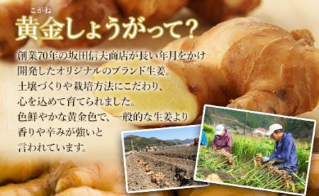 【生姜パウダー】黄金しょうが粉末50g×3袋セット【生姜パウダー 国産 坂田信夫商店 生産量日本一 人気 おすすめ】 Xnb-0006