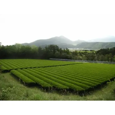 「ほうじ茶」150g×14本