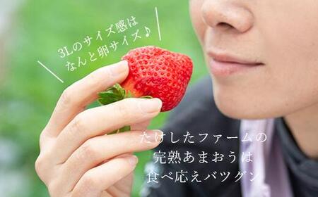 【2027年1月～4月出荷分予約販売】★たっぷり！2倍の量★武下さんちの「完熟あまおう」3Lサイズ 900g入り