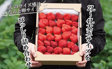 【2026年1月～4月出荷分予約販売】★開けてびっくり★驚きのボリューム完熟あまおう大玉詰め合わせ1200g